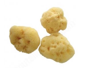 Eponges Mensi